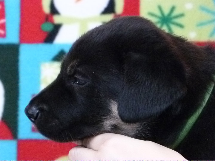 chinook puppy